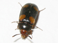 Mycetophagus quadripustulatus